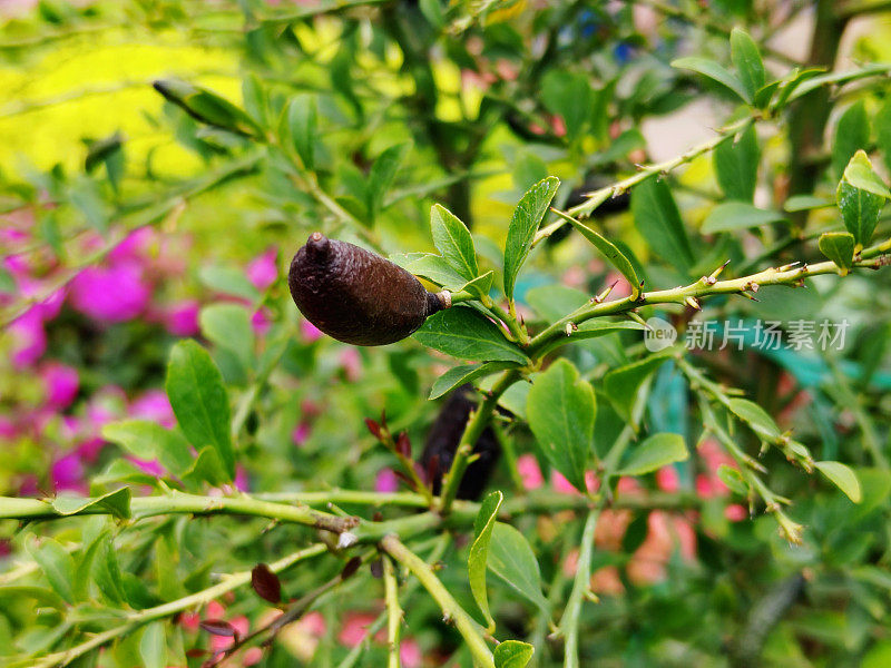 Microcitrus australasica